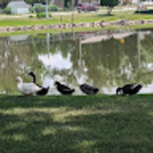 Meet your Posher, Kylee